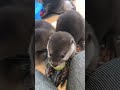 そらくんの若かりし頃❤️ #カワウソ #otter #癒し