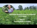 Leucaena: Proteína barata y de calidad para su rebaño. Parte I. Generalidades