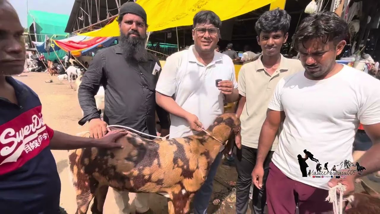 Deonar Bakra Mandi 2024 Latest Video | Last Day Of Deonar Mandi | Live Saude Mehengi Hui Deonarmandi