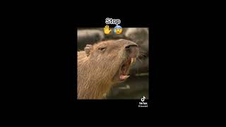 Capybara tiktok part 26