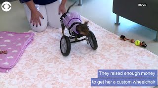 WEB EXTRA: Wheelchair For Pup
