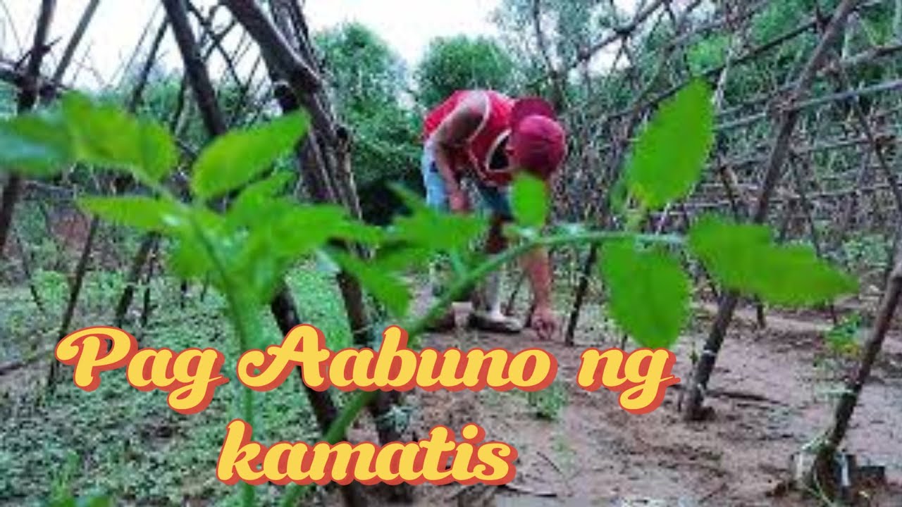 How To Apply UREA FERTILIZER FOR TOMATO Plants YouTube how-to-apply-urea-fertilizer-for-tomato-plants-youtube