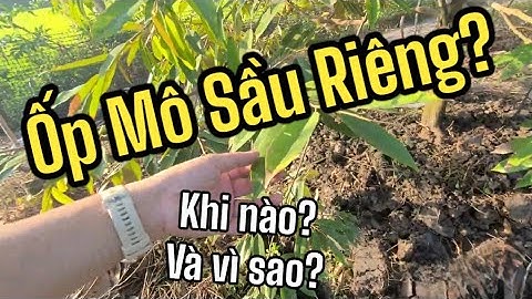 Ốp Mô Sầu Riêng Để Làm Gì, Khi Nào, Tại Sao   | BTMT #95
