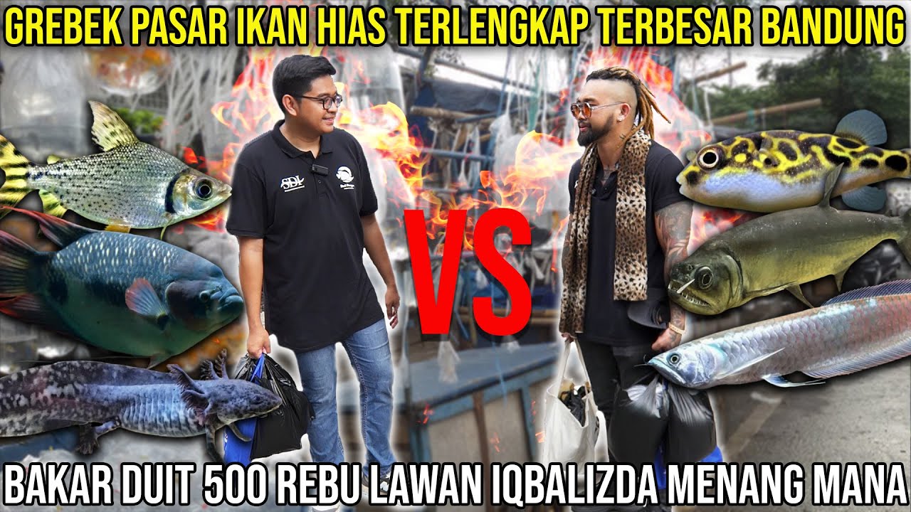 GREBEK PASAR IKAN HIAS TERLENGKAP TERBESAR BANDUNG. BAKAR DUIT 500 REBU LAWAN IQBALIZDA MENANG MANA