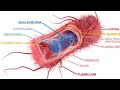 E.coli bacteria: structure #cellbiology #microbiology#net #research#aktbiology#csirnetlifescience 