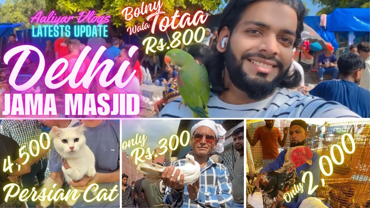 Delhi Jama Masjid bird market 25/08/2024 Latest Update by Aaliyar