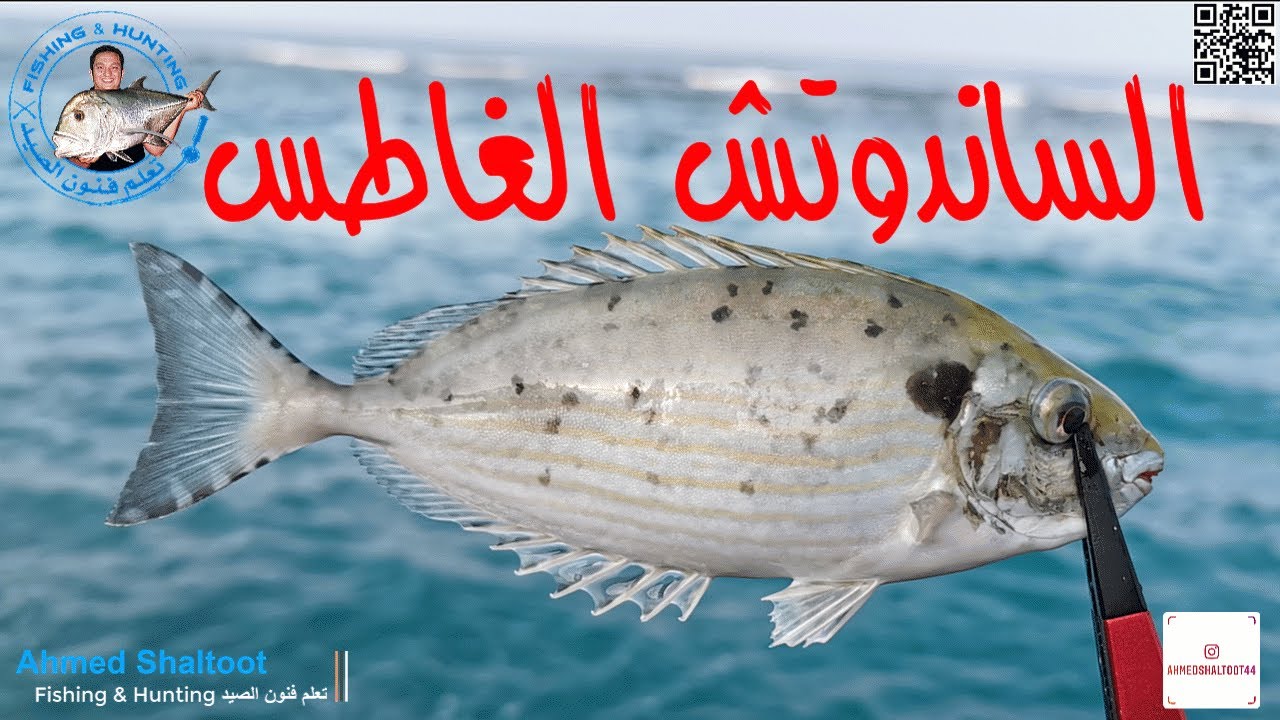 صيد البطاطا بالساندوتش الغاطس