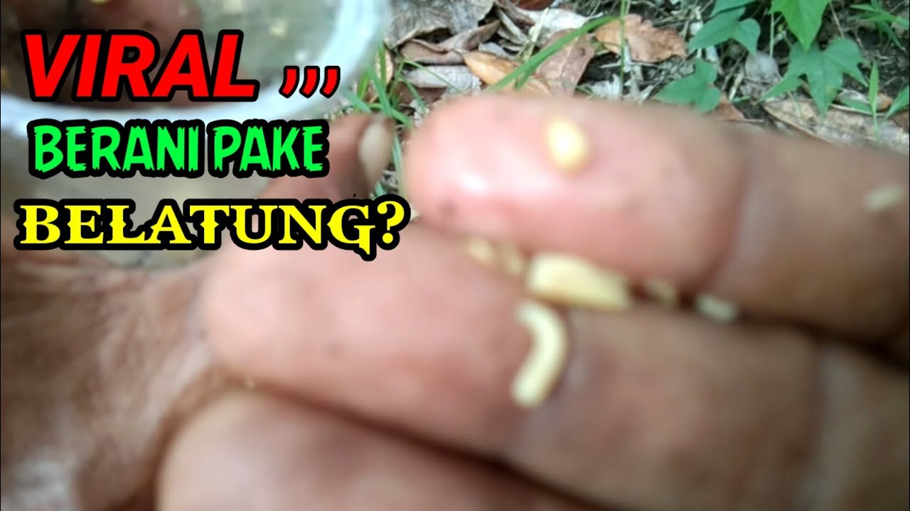 UMPAN MANCING PAKE BELATUNG GINI REAKSINYA.