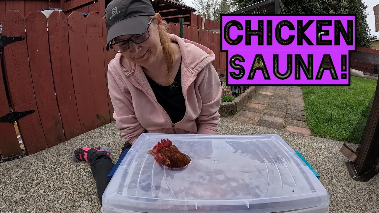 Chicken Sauna! [Day 4911 - 04.11.24] - YouTube