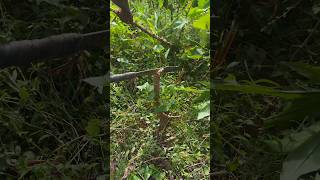 Harvesting cassava, the grass is very dense#gardening #agricultura #harvest #cassava #viral #shorts