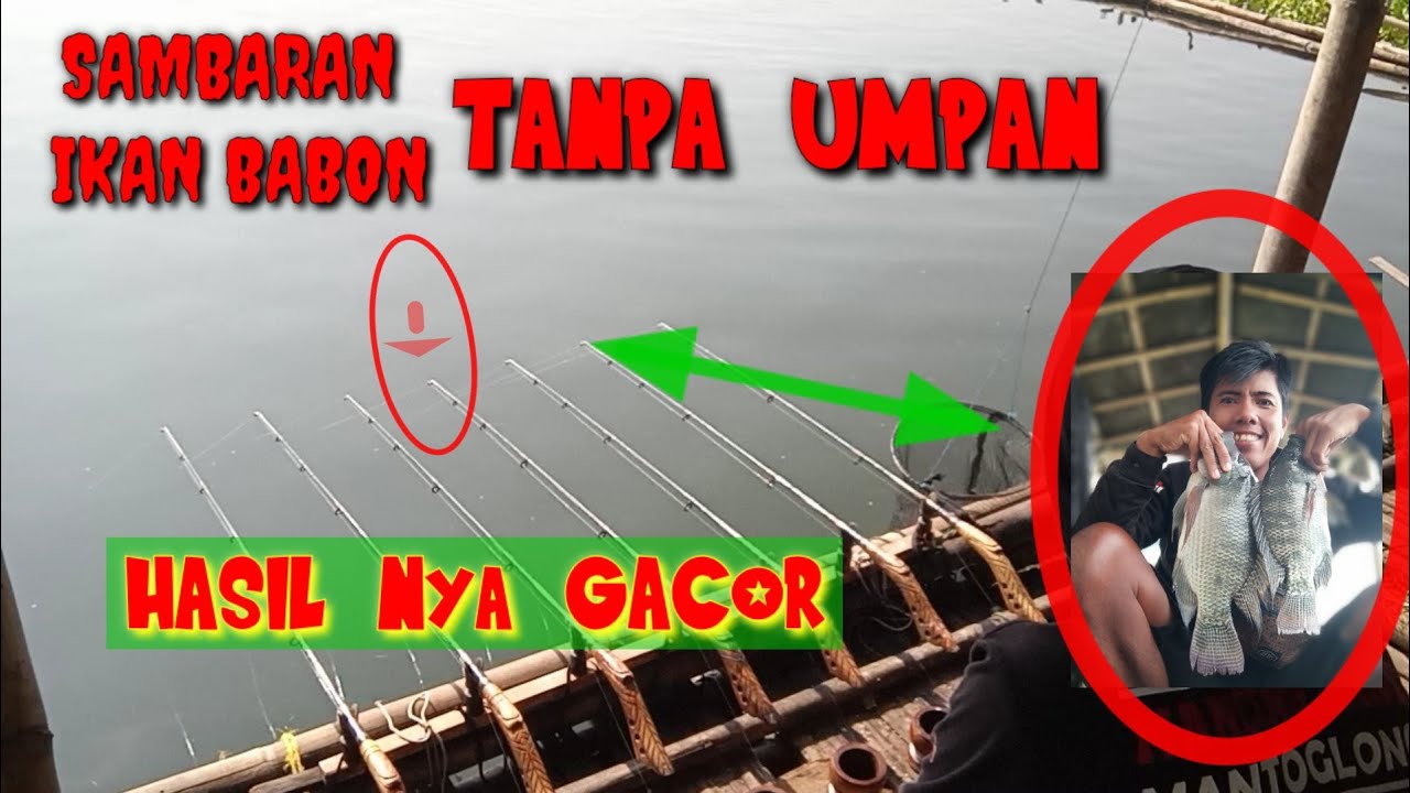 Back to back MANCING TANPA UMPAN STRAIK IKAN NILA BABON JATILUHUR#MANCING