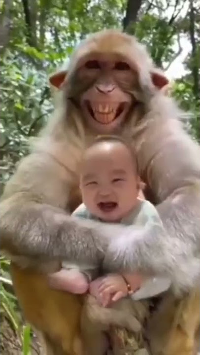 Vidio lucu orang hutan vs bayi ketawa😂 bikin sakit perut😂😂
