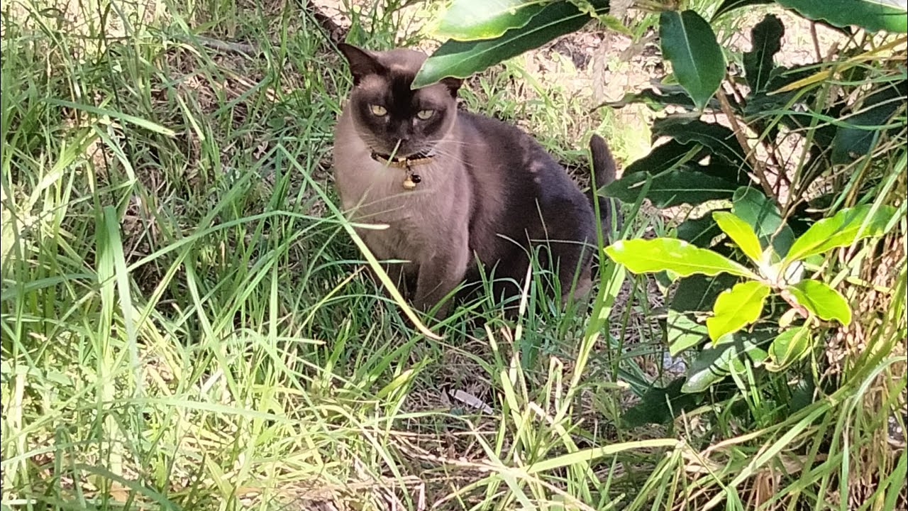 Indoor Cat explores a garden! Epic Journey soundtrack made with AI... 