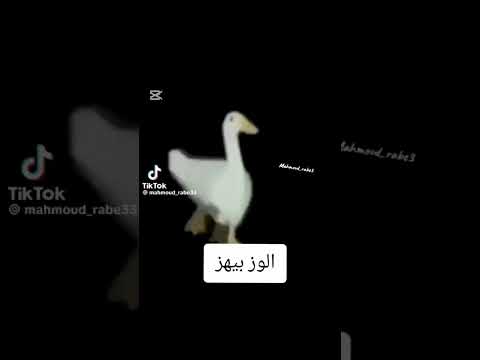 الوز بيهز