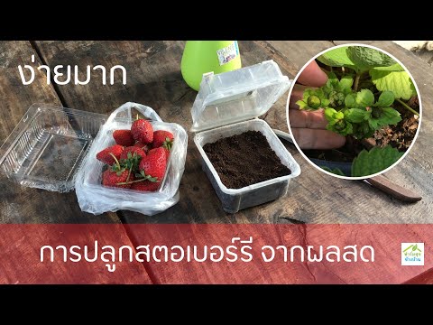การปลูกสตอเบอร์รี่ จากผลสด ง่ายมากๆ / ฟาร์มสุขข้างบ้าน
