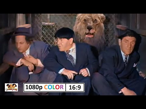 Los Tres Chiflados | 100 Precaución con el león | Color 1947 | formato cine 16:9 1080p | Esp. Latino
