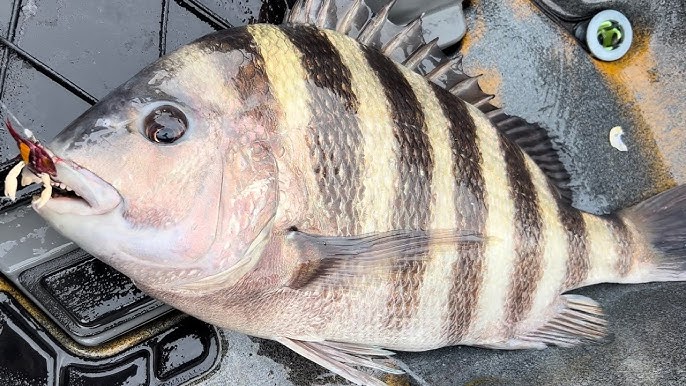 Faking Out HUGE Sheepshead With Imitation Crabs 