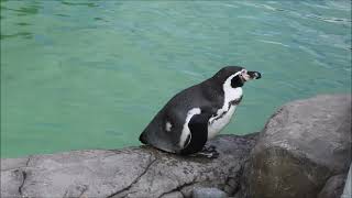 Пингвины После Зимы Вышли На Улицу 22.04.2024