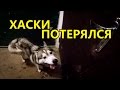 СОБАКИ БЕЗ ПОВОДКА И ОШЕЙНИКА. ХАСКИ УБЕЖАЛ / DOGS Without a leash and without a collar