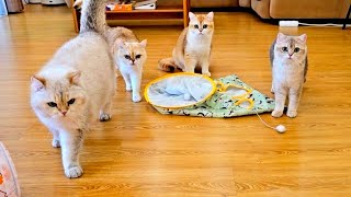 Golden British Shorthair cats are the cutest breed in the world 🥰❤️