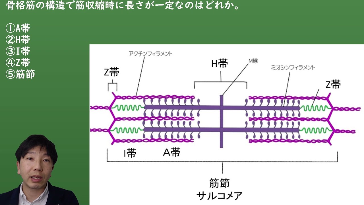 骨格筋の微細構造（A帯・I帯・Z帯） - YouTube