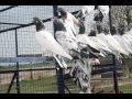 Sialkoti pigeons peer moji shah sher e sialkot part1