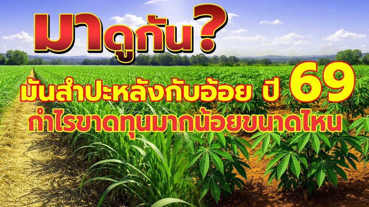 มาดูกันมันสำปะหลังกับอ้อย ปี 69 กำไรขาดทุนมากน้อยขนาดไหน