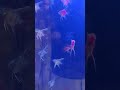 babies #fishkeepinghobby #fish #aquariumfish  #angelfish #fishtank #shorts