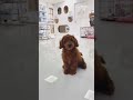 Pets and playful vibes daily. Furry friends stay cute. @VaughnDa