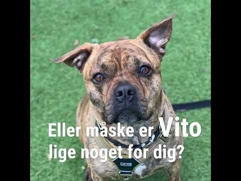 Video: Hvordan man laver tør hundemad mere appellerende