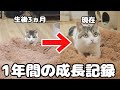 子猫が大人になるまでの1年間を振り返ったら可愛すぎました