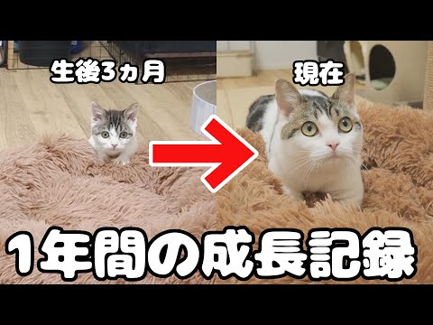 うちの猫が可愛すぎる!! - YouTube