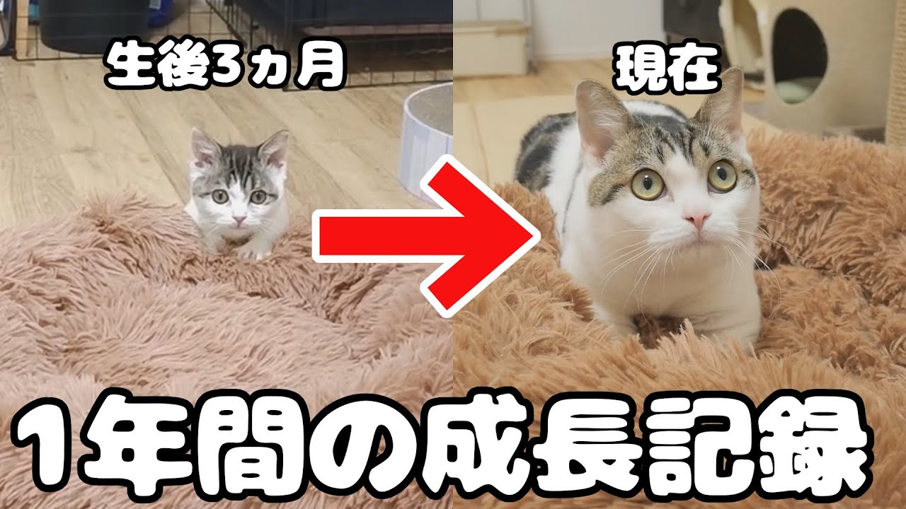 生後2週間サバンナキャット♡初めてお花見たよ♡子猫たまごちゃん