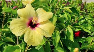 Hibiscus Flower Relaxing Music for Stress Relief and Overthinking 10Hours of Calming Peaceful Sounds screenshot 3