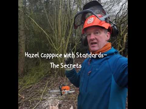 The Secrets of Managing Hazel Coppice With Standards.   Mystery Revealed.