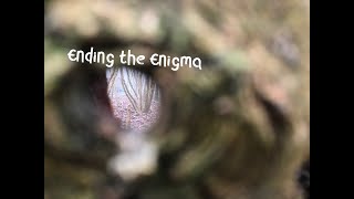 The Secrets of Hazel Coppice With Standards.   Mystery Revealed. Information