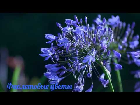 Фиолетовые цветы(violet flowers)