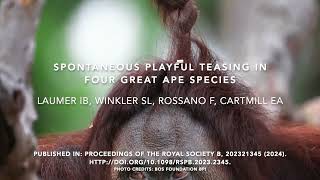 Spontaneous playful teasing in four great apes_full video