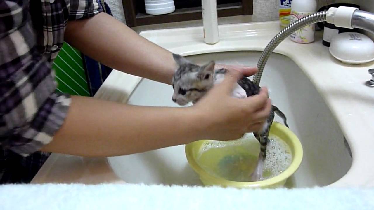 もずく はじめてのシャンプー The first time kitten shampoo! YouTube