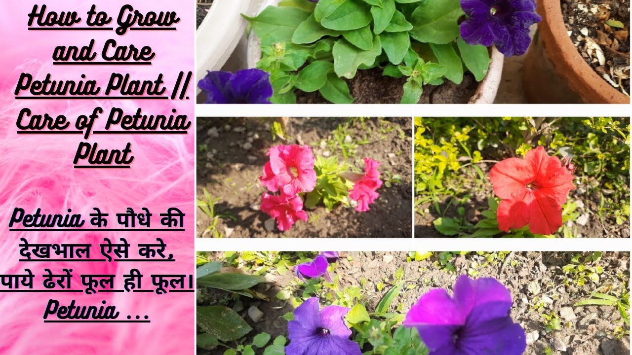 Do petunias need sun or shade?आप पिटूनिया के पौधे की देखभाल कैसे करते