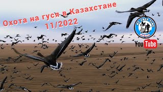 Охота На Гуся В Казахстане 2022 Северная Утка Атаковала Гусиные Чучела! Съемка Дроном! Аркалык 4K