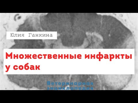 Множественные инфаркты у собак