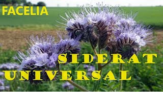 Facelia- Îngrășământ Verde Siderat, Care Ține La Distanță Nematozii, Omizile, Lăcustele