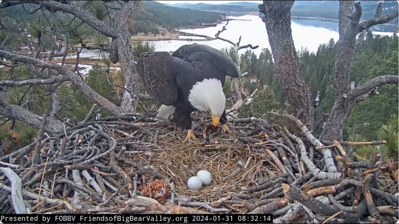 Mating vocals, complex landing in the nest, fluff FOBBV CAM