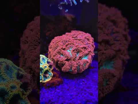 4 Months After the Tank Transfer... It's Better Than Ever