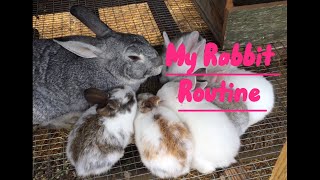 Rylees Rabbit Feeding Routine