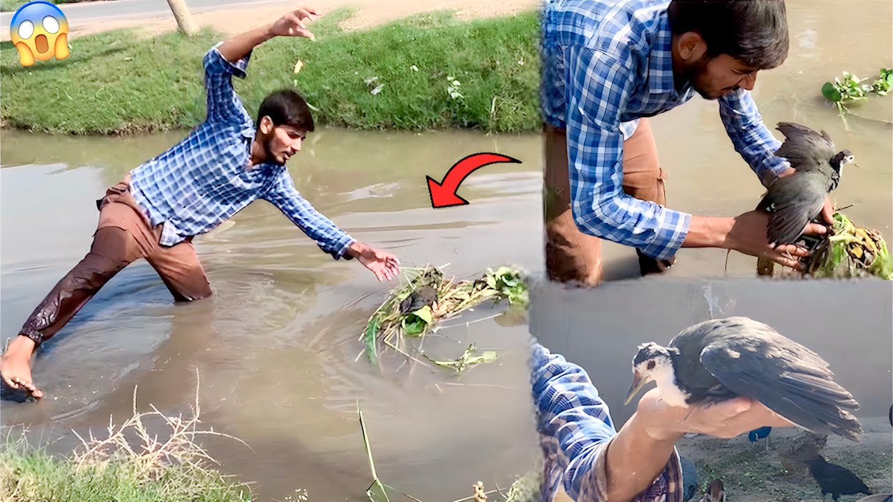 Aj Bhot Hi Nayab Bird ko Rescue kia😰|| Or Rescue Kerky Pet House Main Ly Ay😍