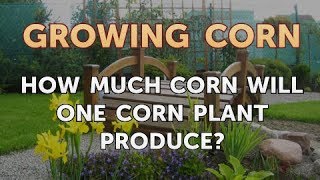 How Much Corn Will One Corn Plant Produce?