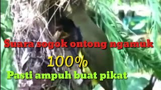 SUARA PIKAT SOGON HiTUNGAN DETIK LANSUNG TURUN @ciptosong4719