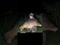 somerset near 40lb mirror carp #carpfishinguk #carp